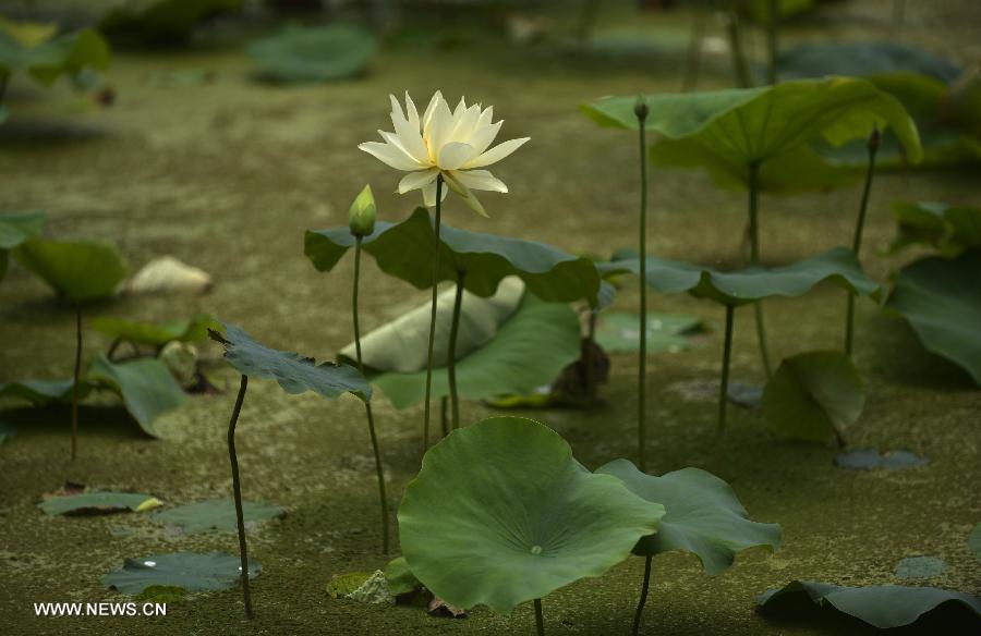 Lotus flowers bloom in Lianhu lake park in China's Xi'an