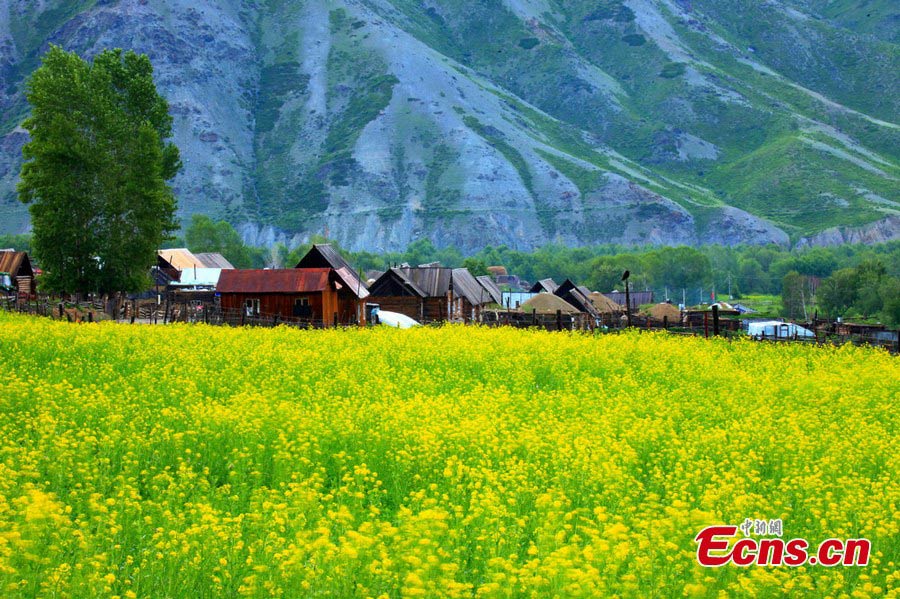 Rural landscape in Kaba county, NW China's Xinjiang