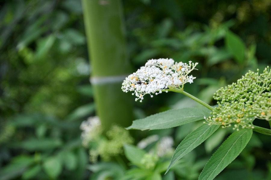 The bamboo sea in the summer