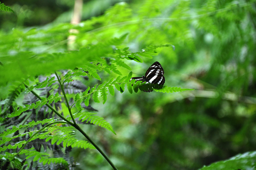 The bamboo sea in the summer