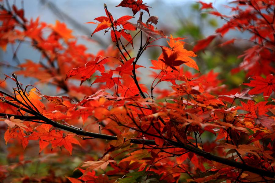Red autumnal leaves at Huangshan