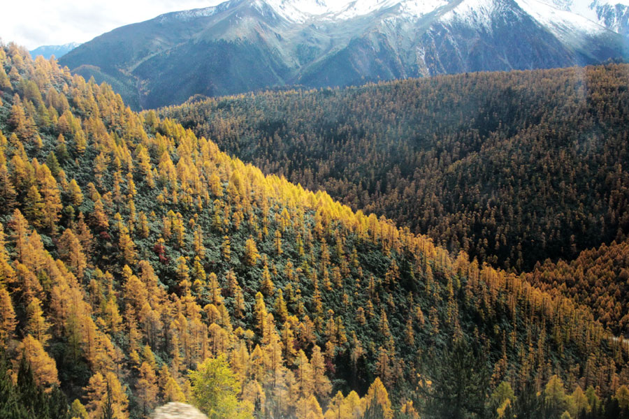 Golden larches brace for winter