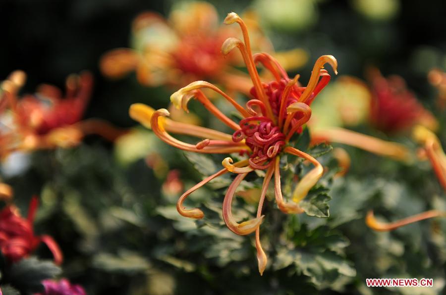 Wuhan Chrysanthemum Exhibition attracts vistors