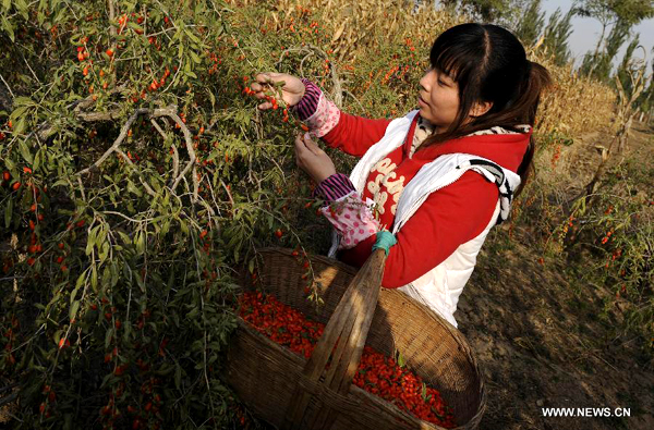 Harvest and trade for Chinese Wolfberry in Ningxia
