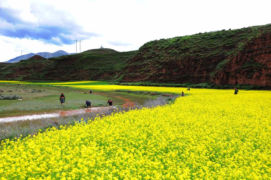 Cole flowers bloom in Bolo, China's Tibet