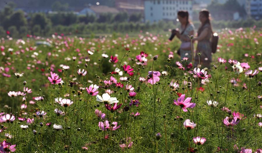 Gesang flowers in bloom in Liuba,Shaanxi province