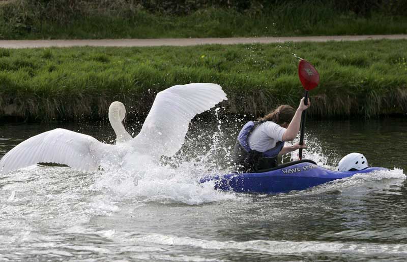 Vicious swan bullies tourists and rowers on the River Cam
