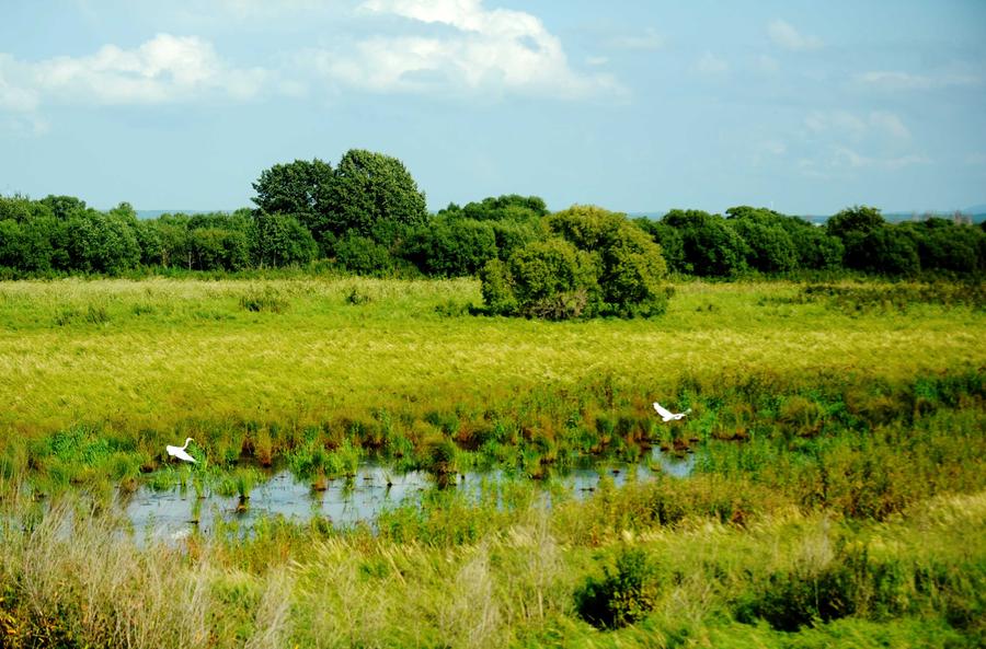 Scenery at wetland of Heixiazi Island in NE China