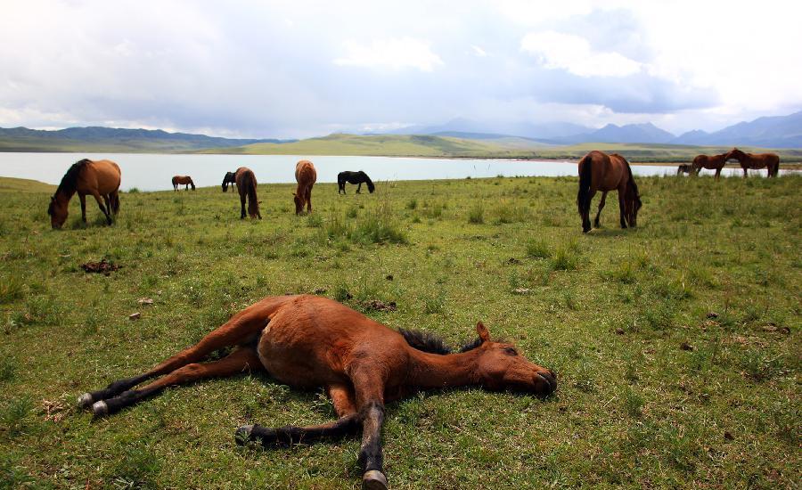 Horses graze at Shandan Horse Ranch in Gansu
