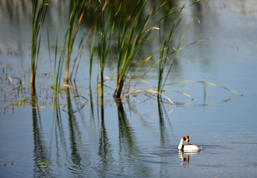 Fujin wetland: heaven for the birds