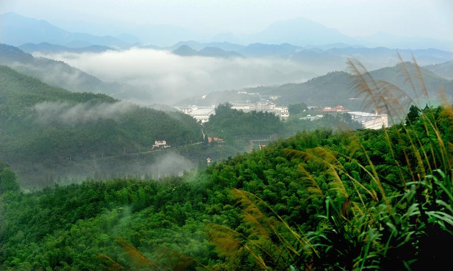 Scenery of Huoshan bamboo forests in Anhui