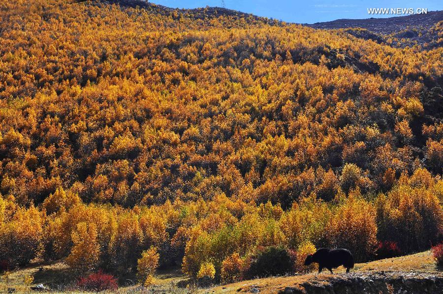 Autumn scenery in Tibet