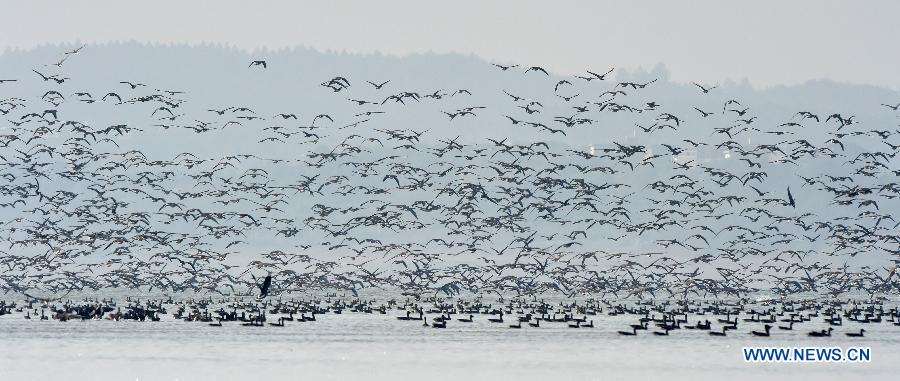 Migratory birds fly over Shengjin Lake