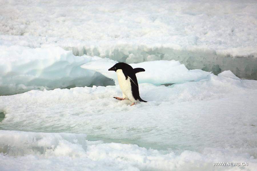 Penguins seen near China's Zhongshan Antarctic Station