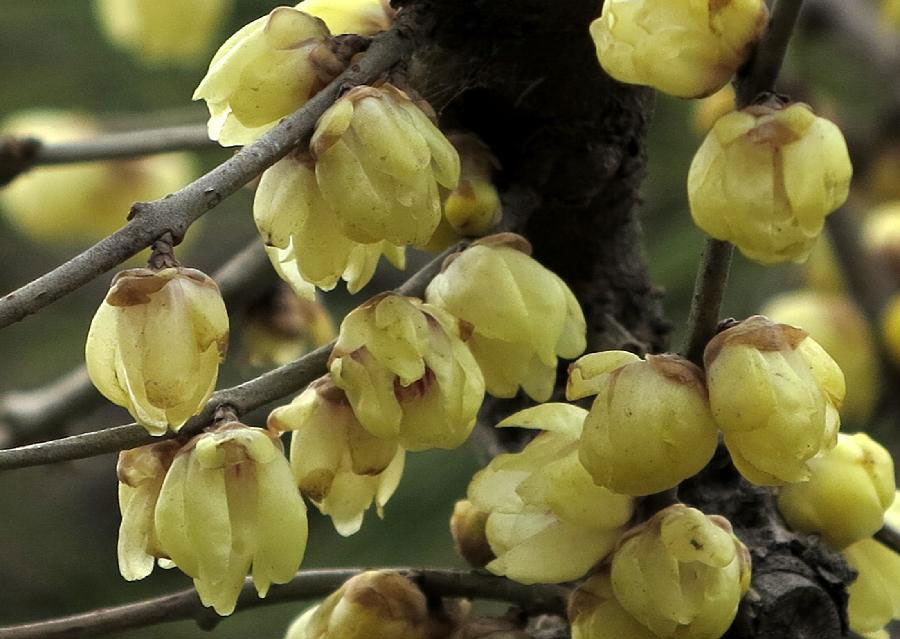 Wintersweet blossoms attract tourists at Baotuquan Park in Jinan
