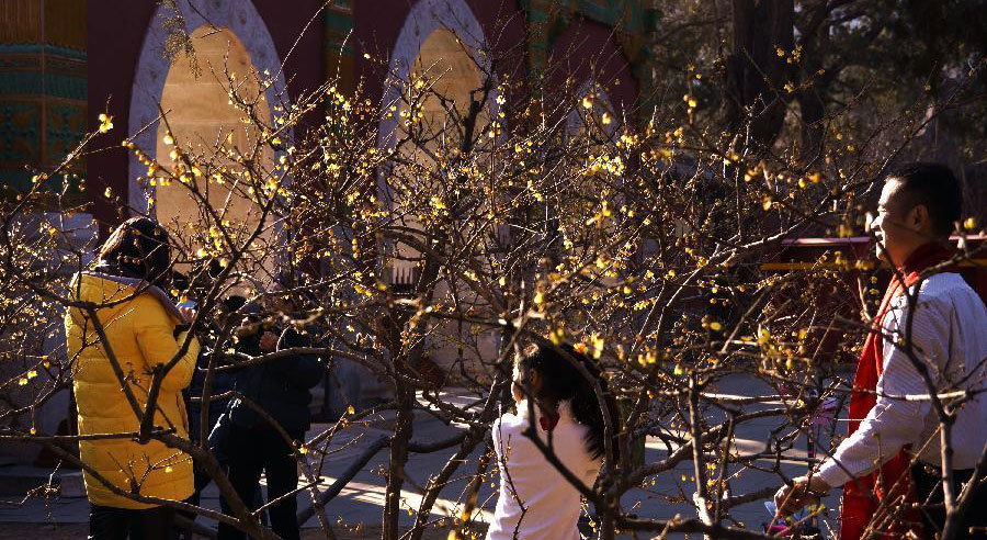 Wintersweets blossom in Beijing Botanical Garden