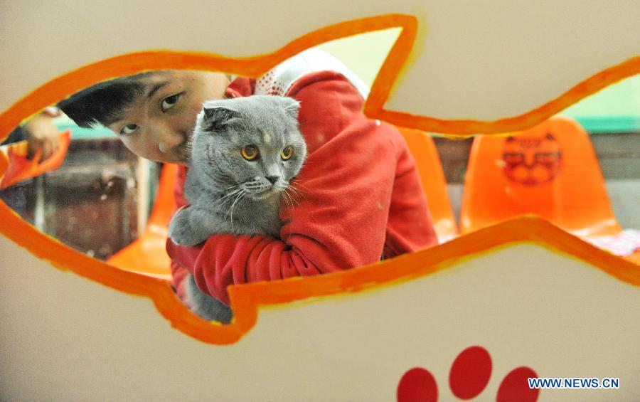 Ding'aozai: A cat-theme street in Xiamen