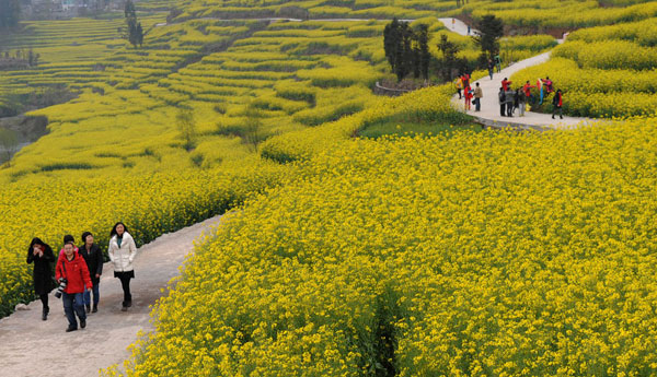 Early Bloomers: Best times to view spring flowers in Beijing