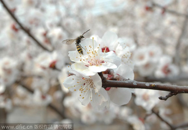 Early Bloomers: Best times to view spring flowers in Beijing