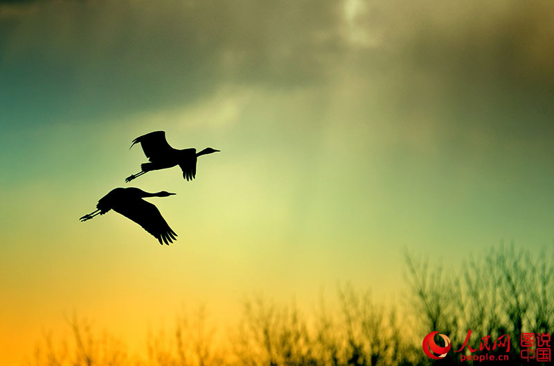 Red-crowned cranes in Yancheng