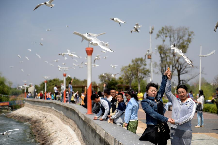 Black-headed gulls in Kunming start migrating to breed