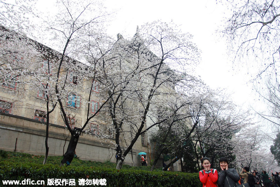 People flock to cherry blossoms at Wuhan University