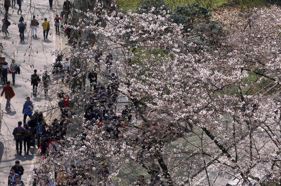People flock to cherry blossoms at Wuhan University