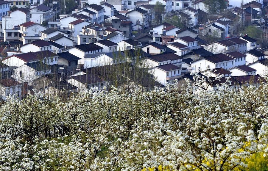Pear flowers in full bloom in NW China's Shaanxi