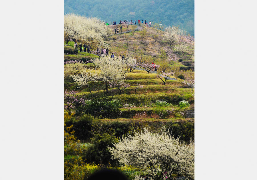 Flowers blossom boosts local tourism