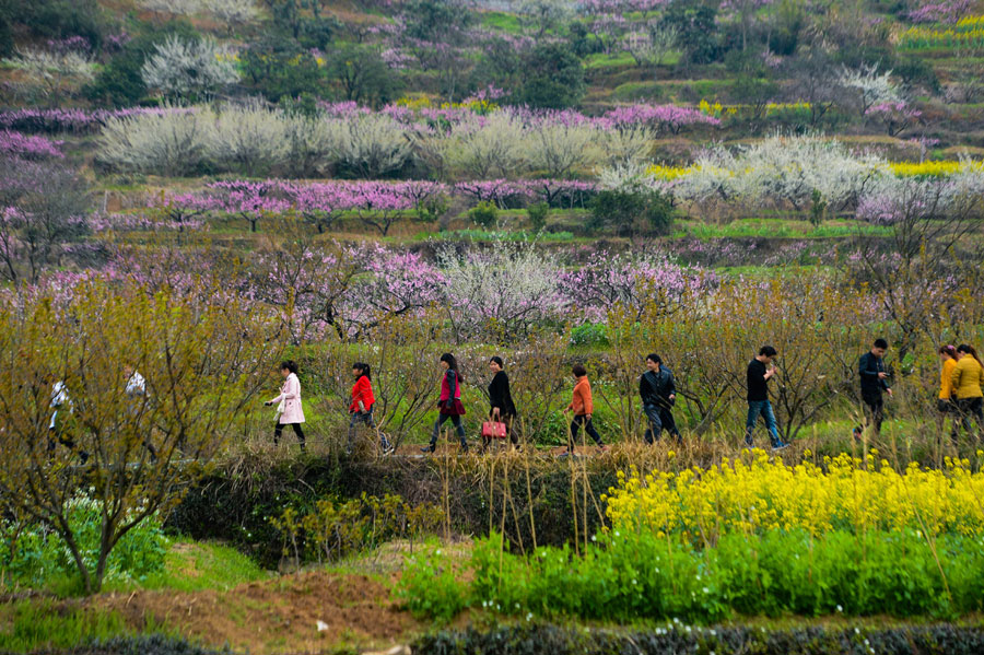 Flowers blossom boosts local tourism