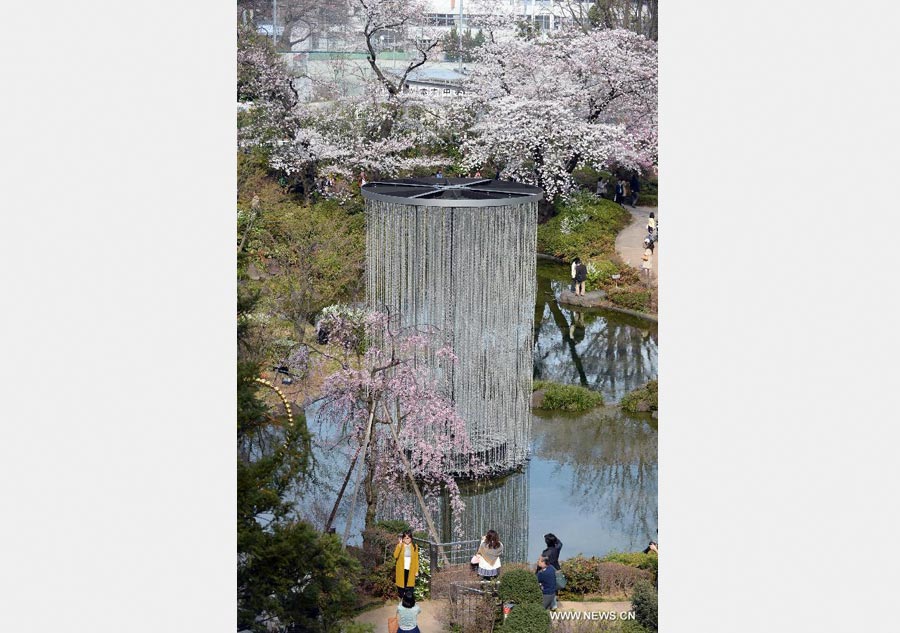 Enjoy blooming sakura in Tokyo