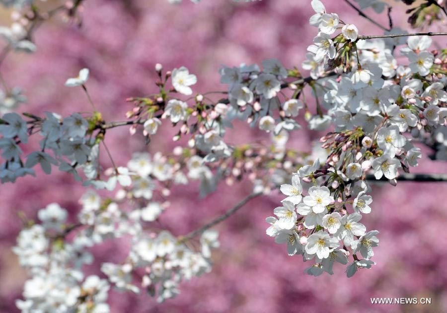 Enjoy blooming sakura in Tokyo