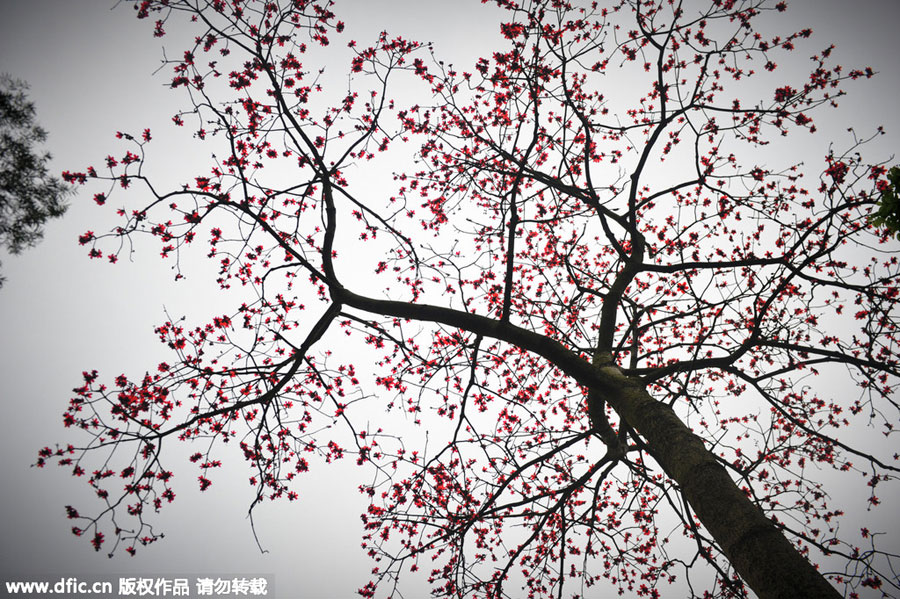 Red kapok flowers, as red as fire burning on the boughs