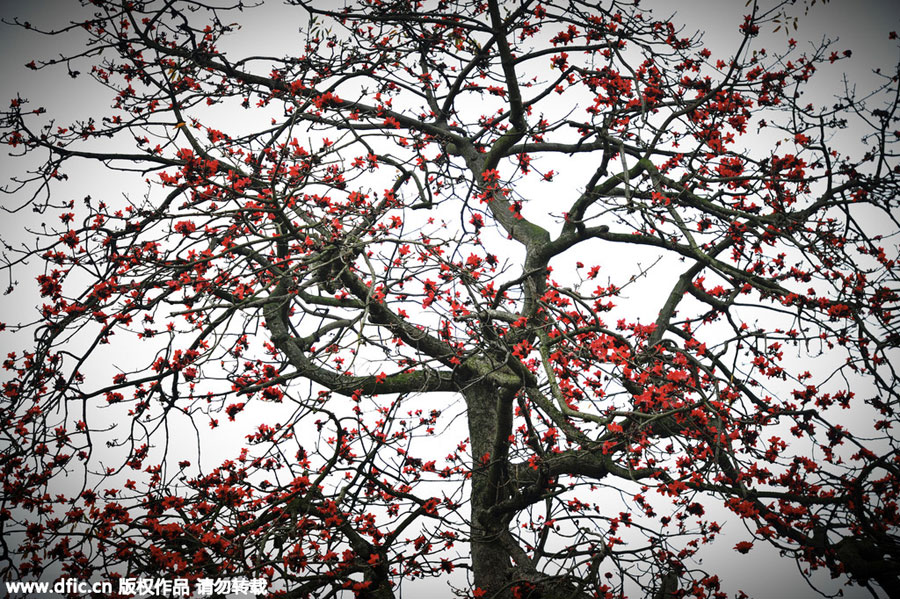 Red kapok flowers, as red as fire burning on the boughs