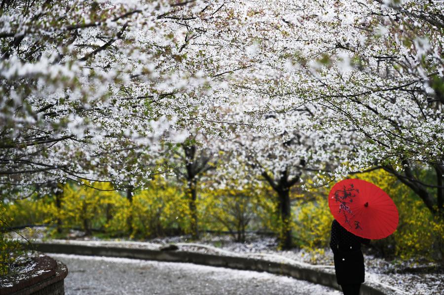 Scenes of cherry trees in blossom in Shandong