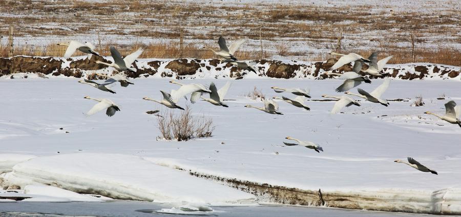 Hundreds of whooper swans arrive at Ertix River