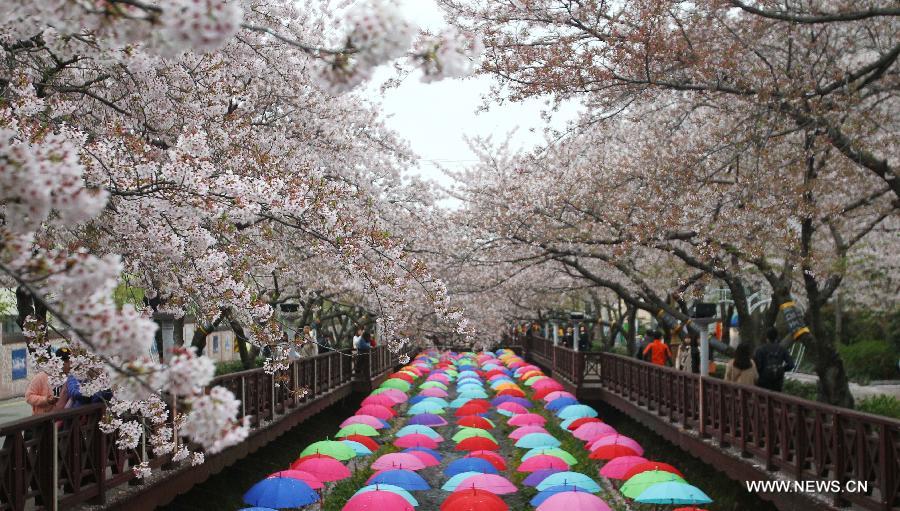 Chinhae Cherry Blossom Festival kicks off in South Korea