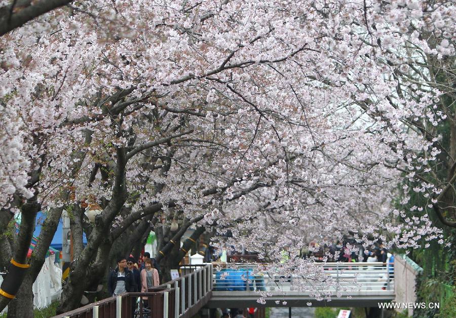 Chinhae Cherry Blossom Festival kicks off in South Korea