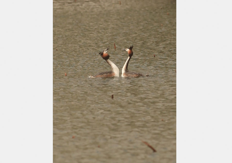 Photos capture water birds' romance