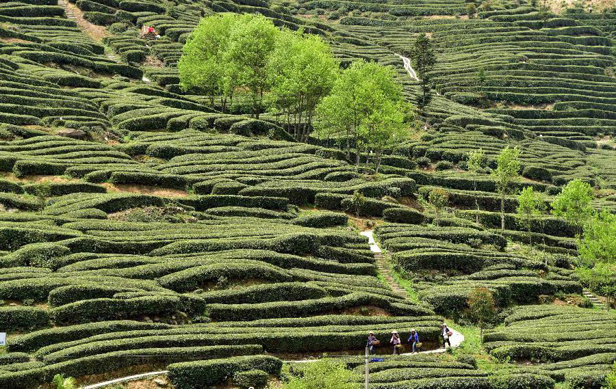 Scenery of tea garden in China's Hubei