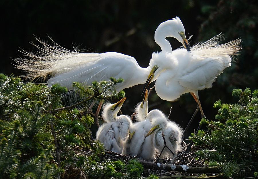 Xiangshan Forest Park: Heaven for egrets