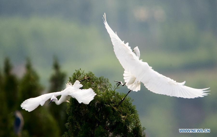 Egrets in Longshan scenic spot in North China's Hebei