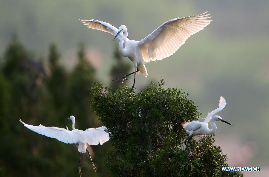 Egrets in Longshan scenic spot in North China's Hebei