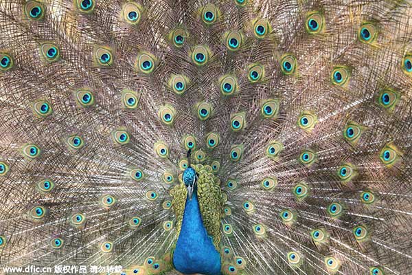 Proud peacock business struts across the Gobi desert