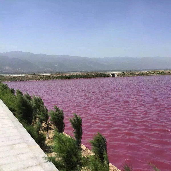 N China's ancient salt lake in rosy hue