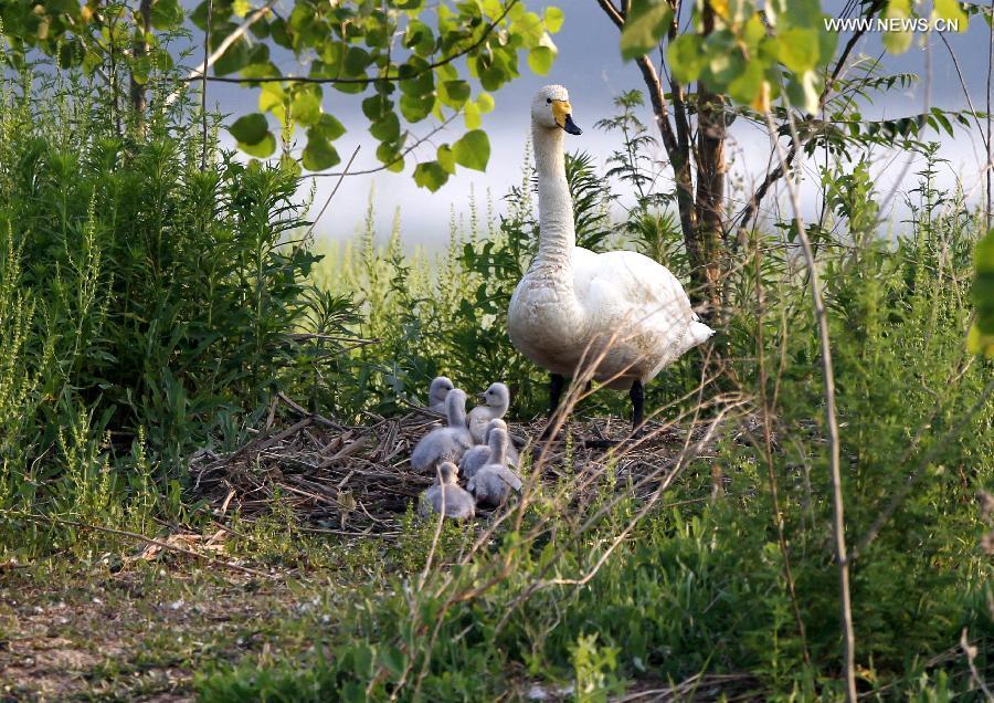 Swan family seen at wetland park in Sanmenxia