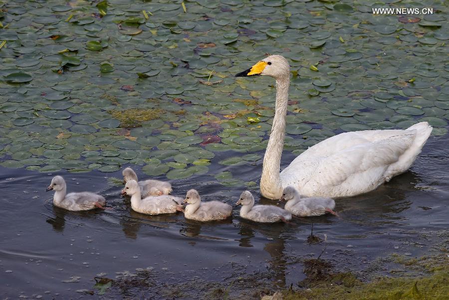 Swan family seen at wetland park in Sanmenxia