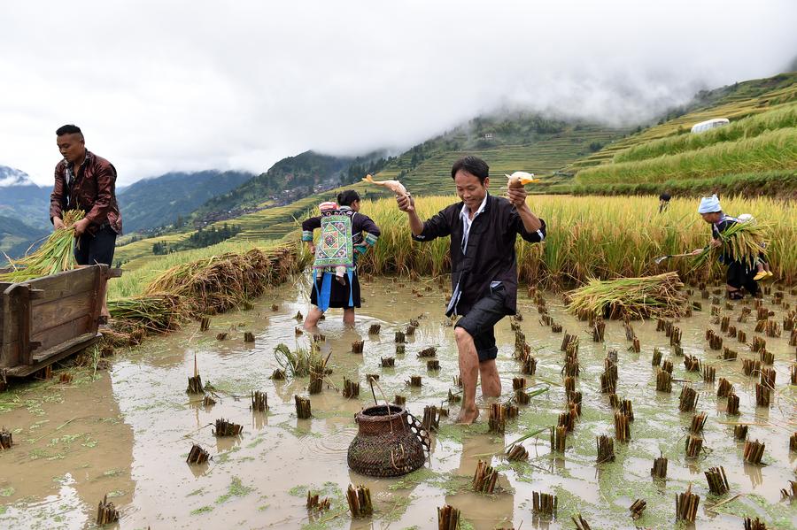 Folk culture and agricultural sightseeing benefit SW China's Congjiang