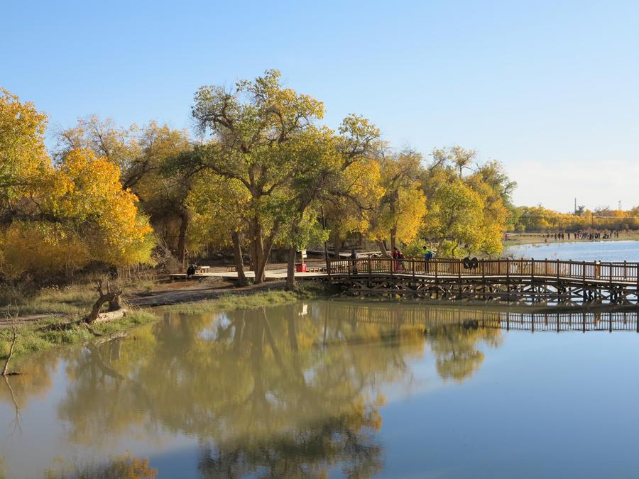 Scenery of desert poplar forest in Inner Mongolia