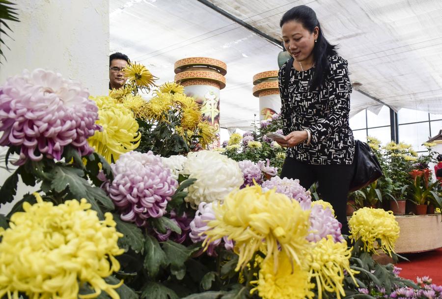 Chrysanthemum exhibitions attract tourists across country